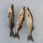 Sammalkalliontie 83