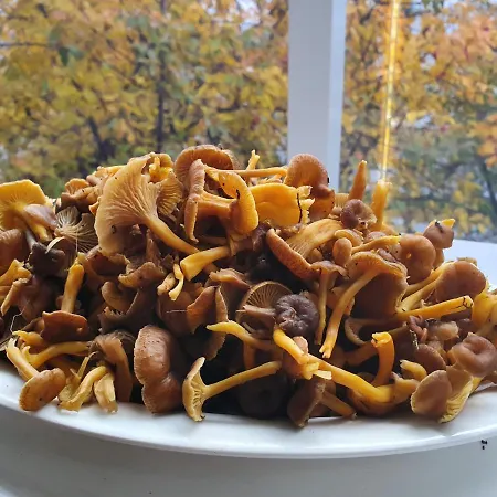 Sammalkalliontie 83 *